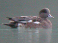 American Wigeon